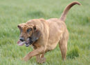Running does strange things to bloodhounds!